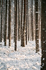 Fototapeta premium Winter forest ground angle view. Concept of natural christmas season wonderland.