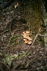Mushrooms close up. Concept of mushroom picking in autumn.