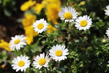 日本の早春の庭に咲く白いヒナギクの花