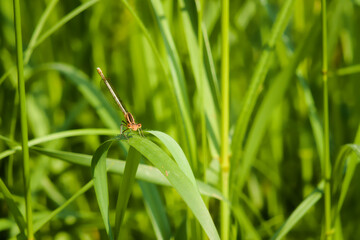 A dragonfly perched on a leaf of grass on a sunny summer day.
