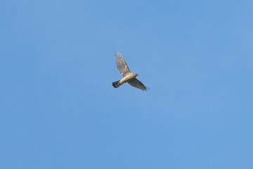 northern goshawk in flight