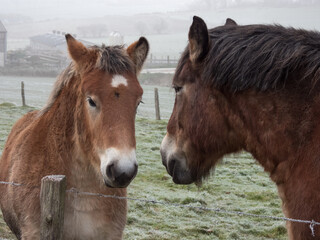 horse and foal in a frozen field