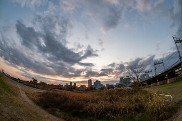 View of some plants with buildings and a bridge in the background during sunrise