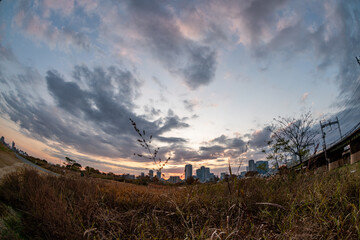 View of some plants with buildings and a bridge in the background during sunrise