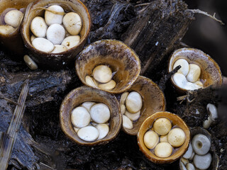 Tiegelteuerlinge (Crucibulum laeve)