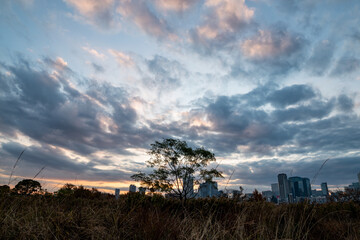 View of some plants and a tree with buildings in the background during sunrise