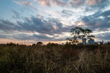 View of some plants with buildings in the background during sunrise