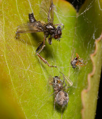 cribellate spider, Archaeodictyna, cobweb the flies stocking up on food in its nest