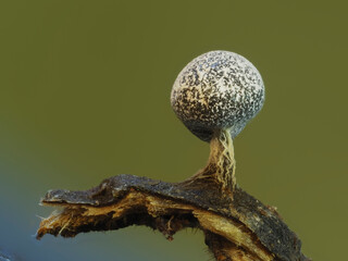 Fruchtkörper eines Myxomyceten