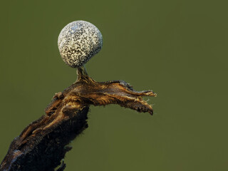 Fruchtkörper eines Myxomyceten