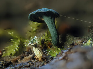 Pilze am Waldboden in der Eifel