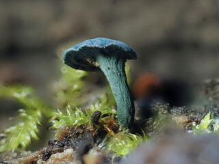 Pilze am Waldboden in der Eifel