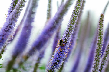 Blue blooming plant Veronica Longifolia