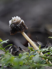 Pilz mit Schneehaube in der Eifel