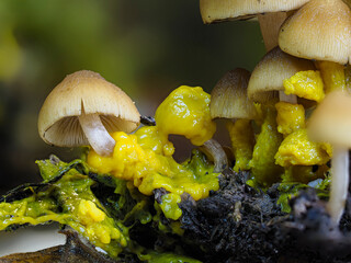 Myxomyceten-Plasmodium verspeist Pilze in der Eifel