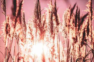Obraz premium Dry Grass In Sunset Sunlight. Beautiful Plant On Sunrise Sky Background. Nature At Sunrise. Grass Illuminated By Sun. Dusk Time. Golden Summer Sunset.