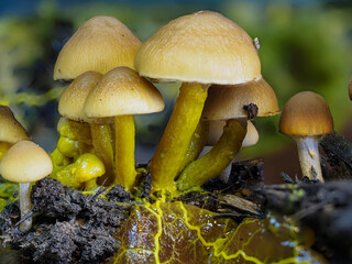 Myxomyceten-Plasmodium verspeist Pilze in der Eifel