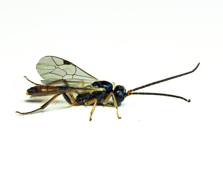Schlupfwespe (Ichneumonidae)