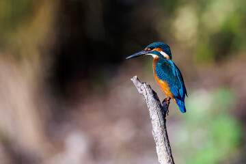 Kingfisher perched on a dead branch