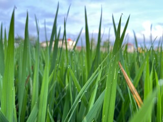 Obraz premium Beautiful dewy grass vegetation of paddy green rice field.