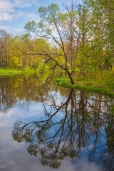 Reflection of a tree in Alexander Park