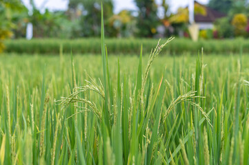 Green rice fields texture of ears close-up.