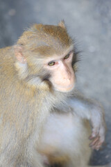 monkey in Kam Shan Country Park, hong kong