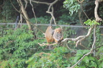 monkey in Kam Shan Country Park, hong kong