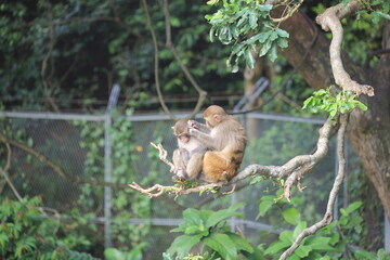 monkey in Kam Shan Country Park, hong kong