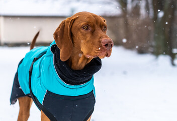 Beautiful vizsla dog wearing blue winter coat enjoying snowy day outdoors. Playful pointer dog...