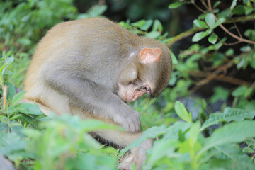 monkey in Kam Shan Country Park, hong kong
