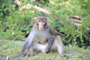 Naklejka na ściany i meble monkey in Kam Shan Country Park, hong kong