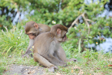 monkey in Kam Shan Country Park, hong kong