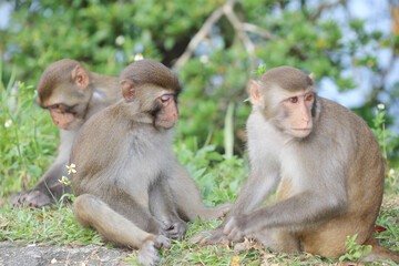 Fototapeta na wymiar monkey in Kam Shan Country Park, hong kong