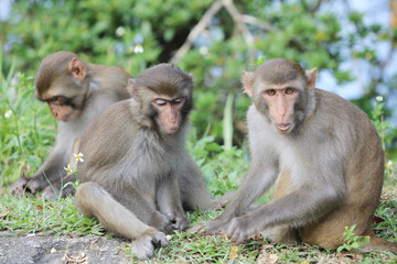 monkey in Kam Shan Country Park, hong kong