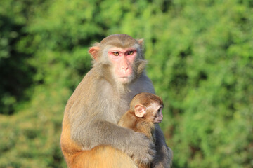 monkey in Kam Shan Country Park, hong kong