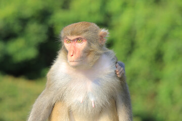 Fototapeta premium monkey in Kam Shan Country Park, hong kong