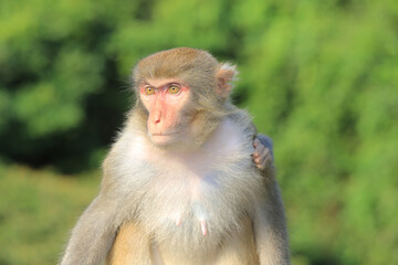 monkey in Kam Shan Country Park, hong kong