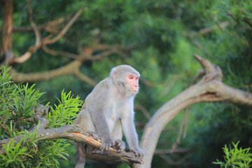 monkey in Kam Shan Country Park, hong kong