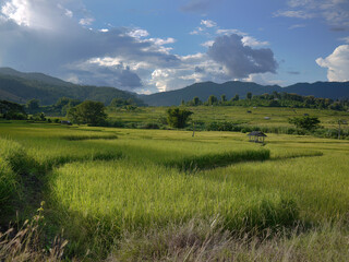 Fototapeta premium Landscape panorama of Thai, terraced rice fields of Chiangmai province. Spectacular rice fields across mountainside, wallpaper