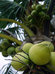 Low angle view of green coconuts with bunches on the tree, coconut palm tree in sky background