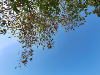 Low angle shot, Upwards view, Look up of Green Leaves and Tree Branches against clear bright  Blue sky with Copy space