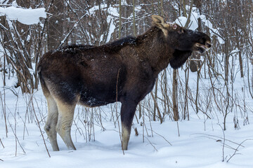 Alces alces, Moose, elk.