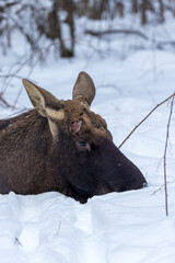 Alces alces, Moose, elk.
