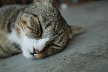 Close up face of cat sleeping, Cats sleep an average of fifteen hours a day or about two thirds of their lifetime are spent snoozing