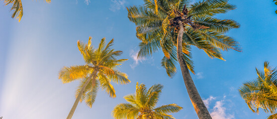 Outdoor sunset exotic foliage, closeup nature landscape. Summer beach background palm trees against...