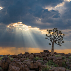 The quiver tree, or aloe dichotoma, Keetmanshoop, Namibia.