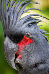 One of the parrots on Bali