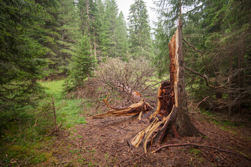 A pine tree crashed on the ground by the wind inside the forest