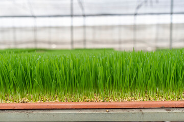 Organic wheat grass is a superfood, rich in proteins, minerals, vitamins, dietary fiber and more